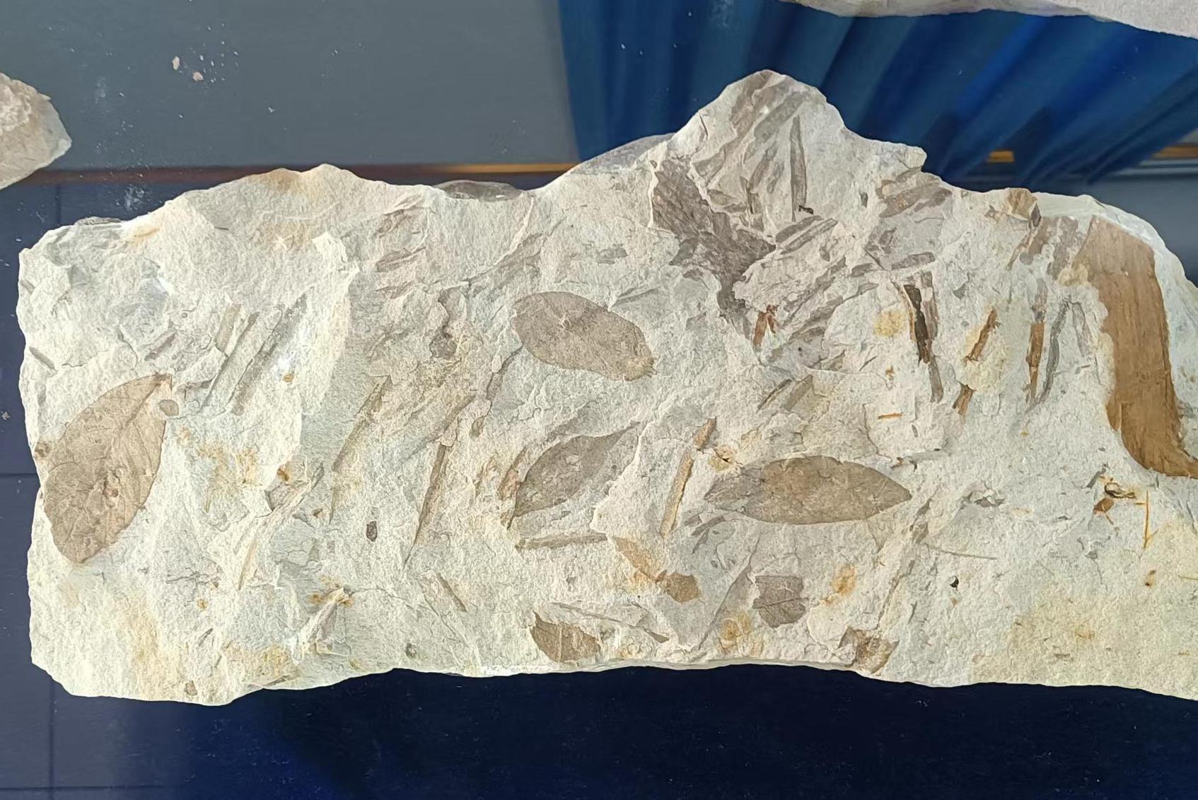 千景之谷·花朝水悦‖云南景谷：木兰化石发源地，象脚鼓舞敲响时