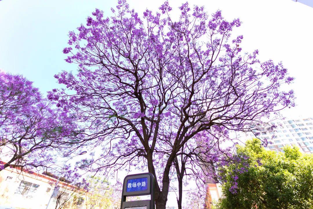 “有一种叫云南的生活”¶昆明五华：人间烟火气，最抚凡人心