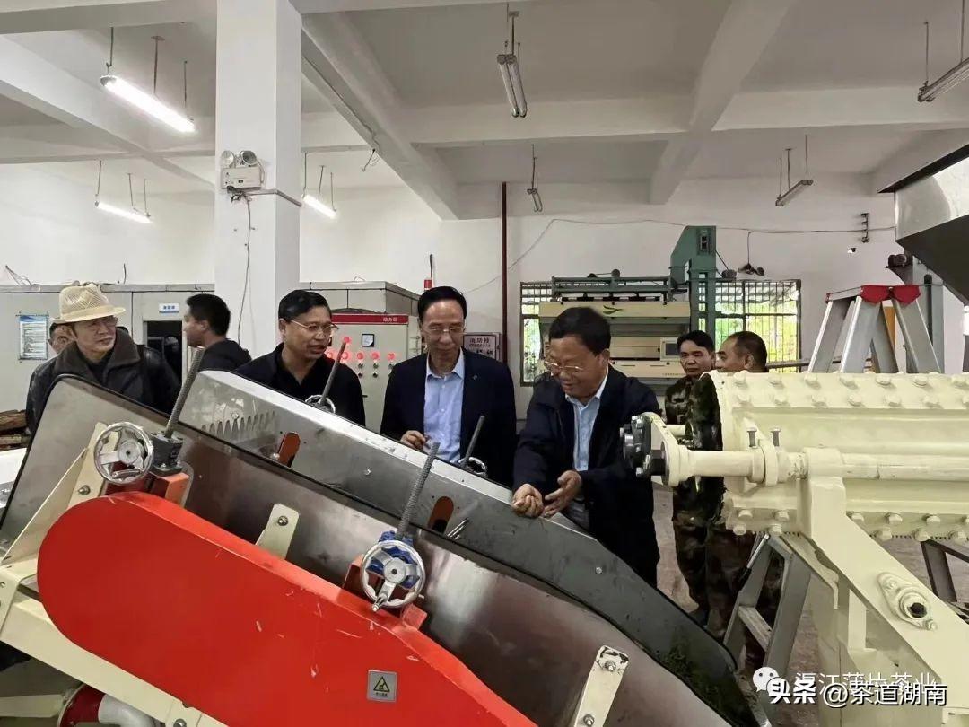 迈向智能自动化——渠江薄片茶业麦珠颗粒红茶自动化生产线试机