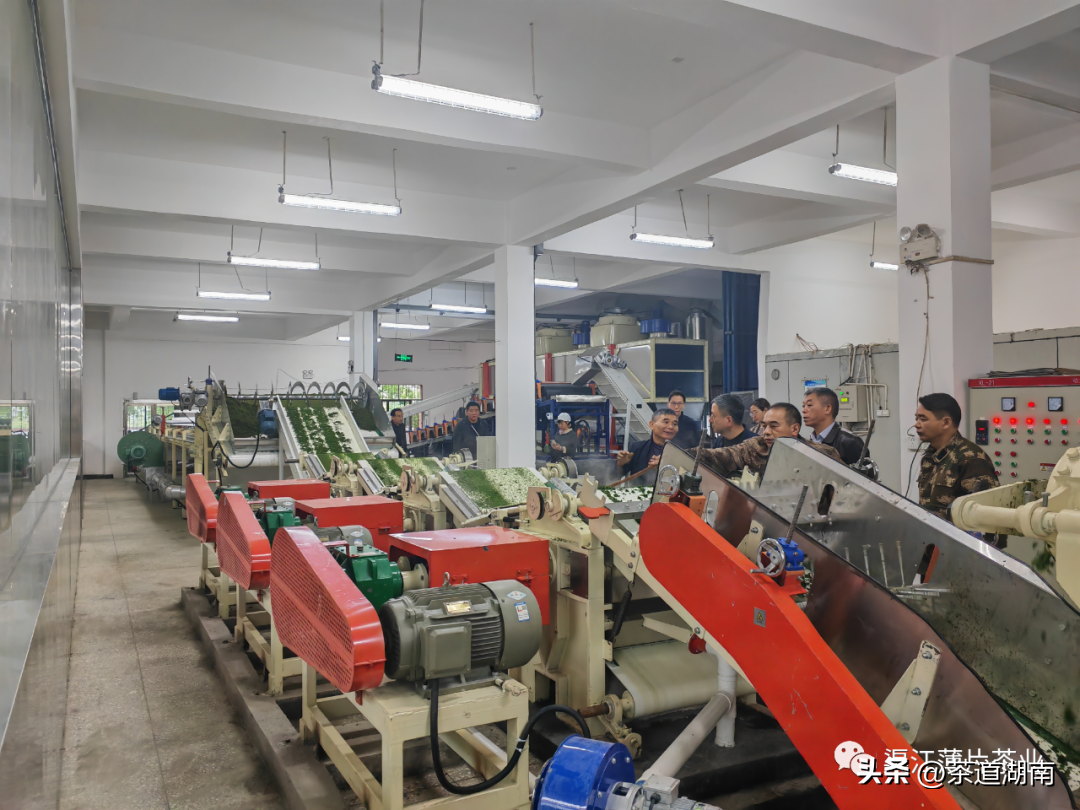 迈向智能自动化——渠江薄片茶业麦珠颗粒红茶自动化生产线试机