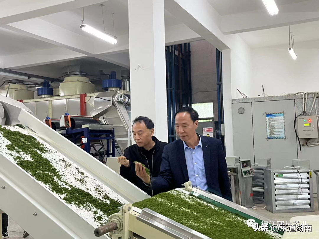 迈向智能自动化——渠江薄片茶业麦珠颗粒红茶自动化生产线试机