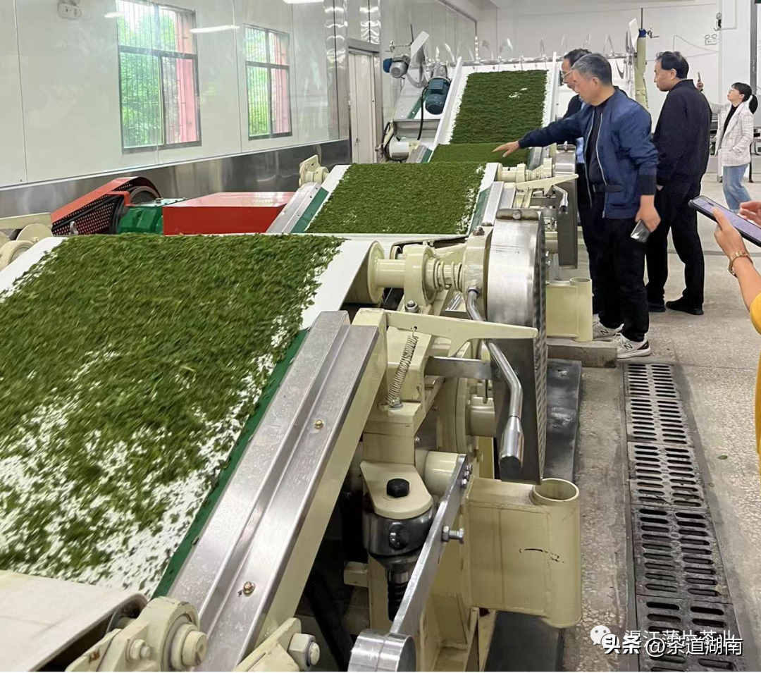迈向智能自动化——渠江薄片茶业麦珠颗粒红茶自动化生产线试机