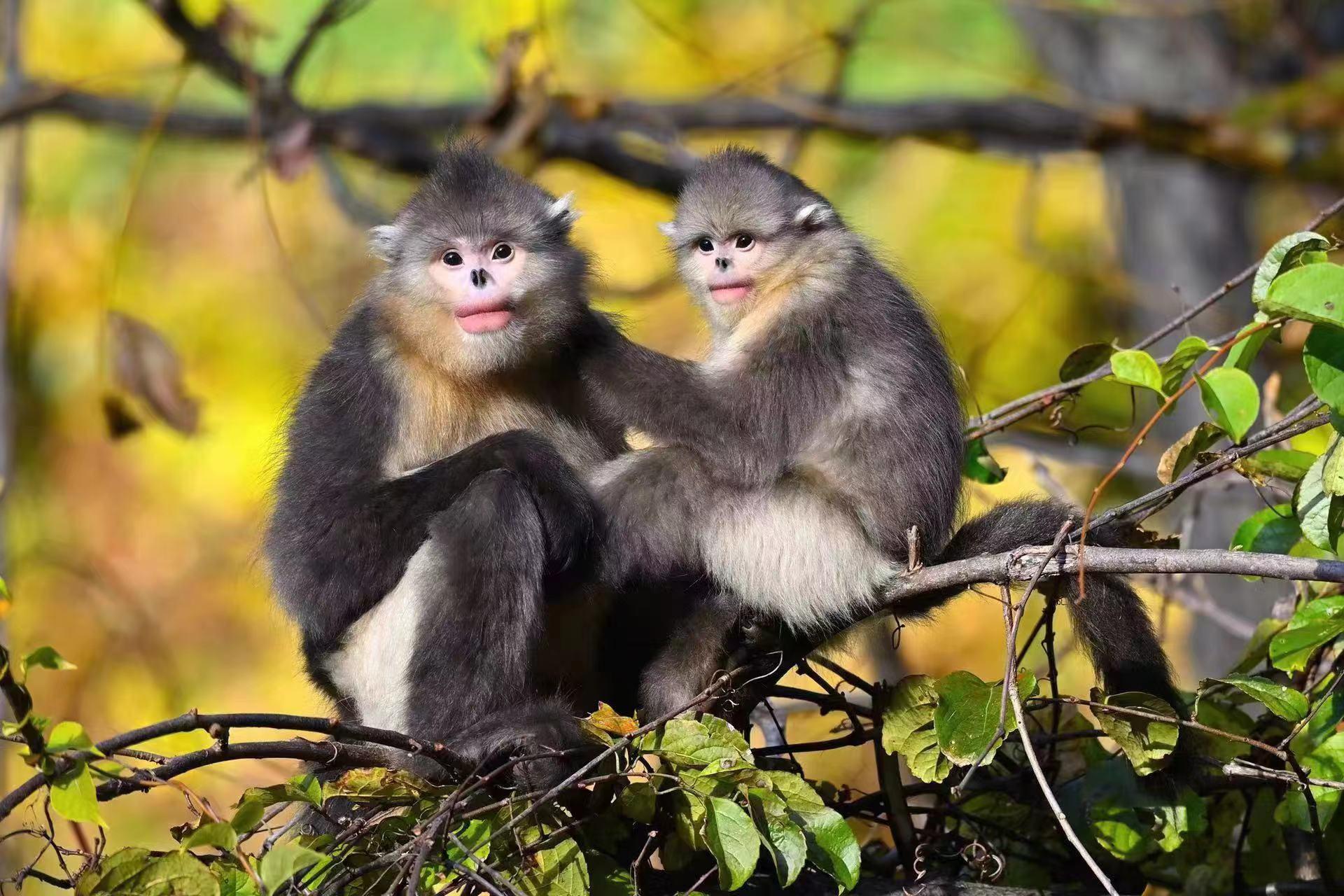 有一种叫云南的生活┃偷窥雪山“红唇精灵”，看“性感”动物颠倒众生（上）