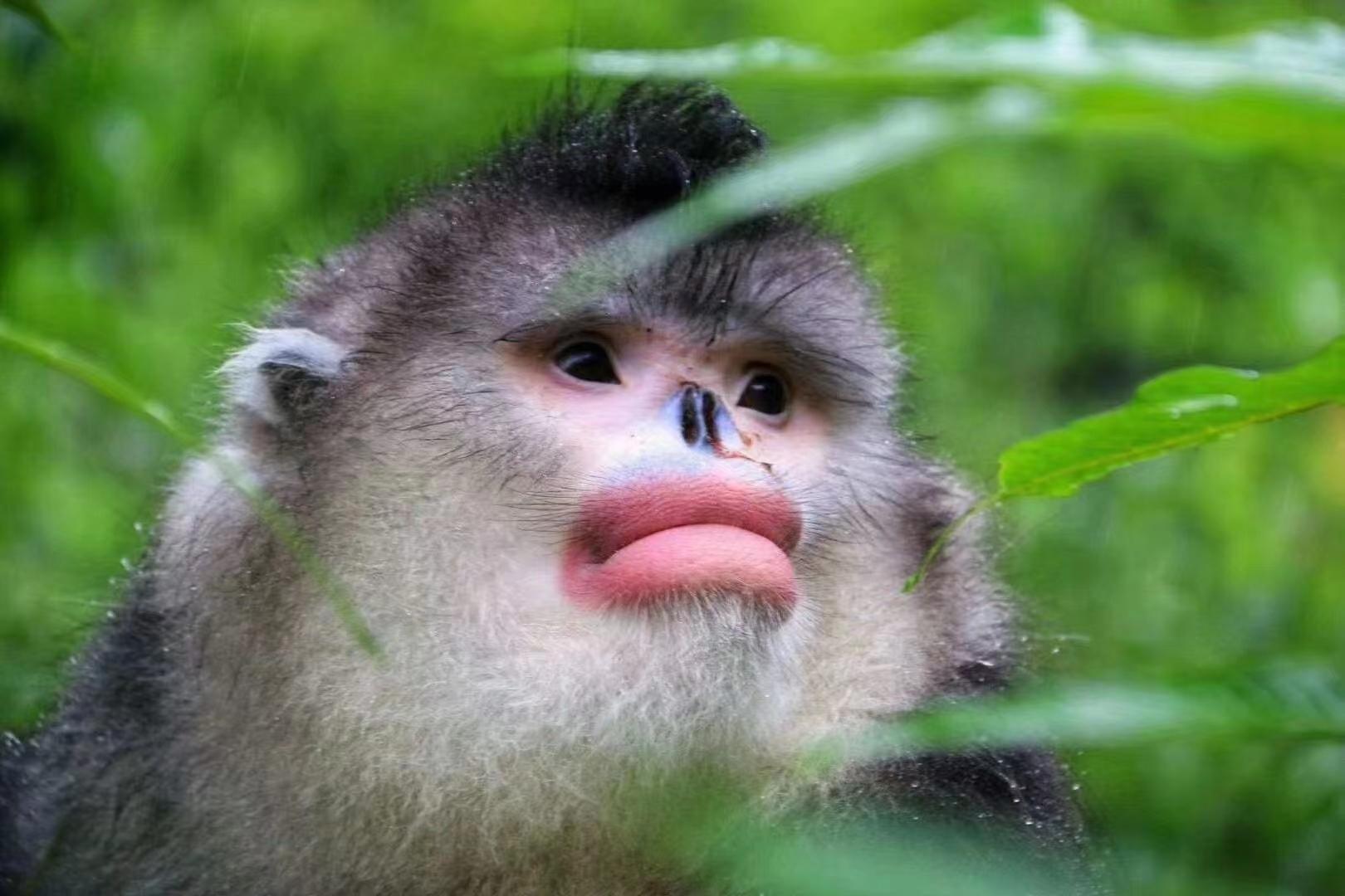 有一种叫云南的生活┃偷窥雪山“红唇精灵”，看“性感”动物颠倒众生（上）