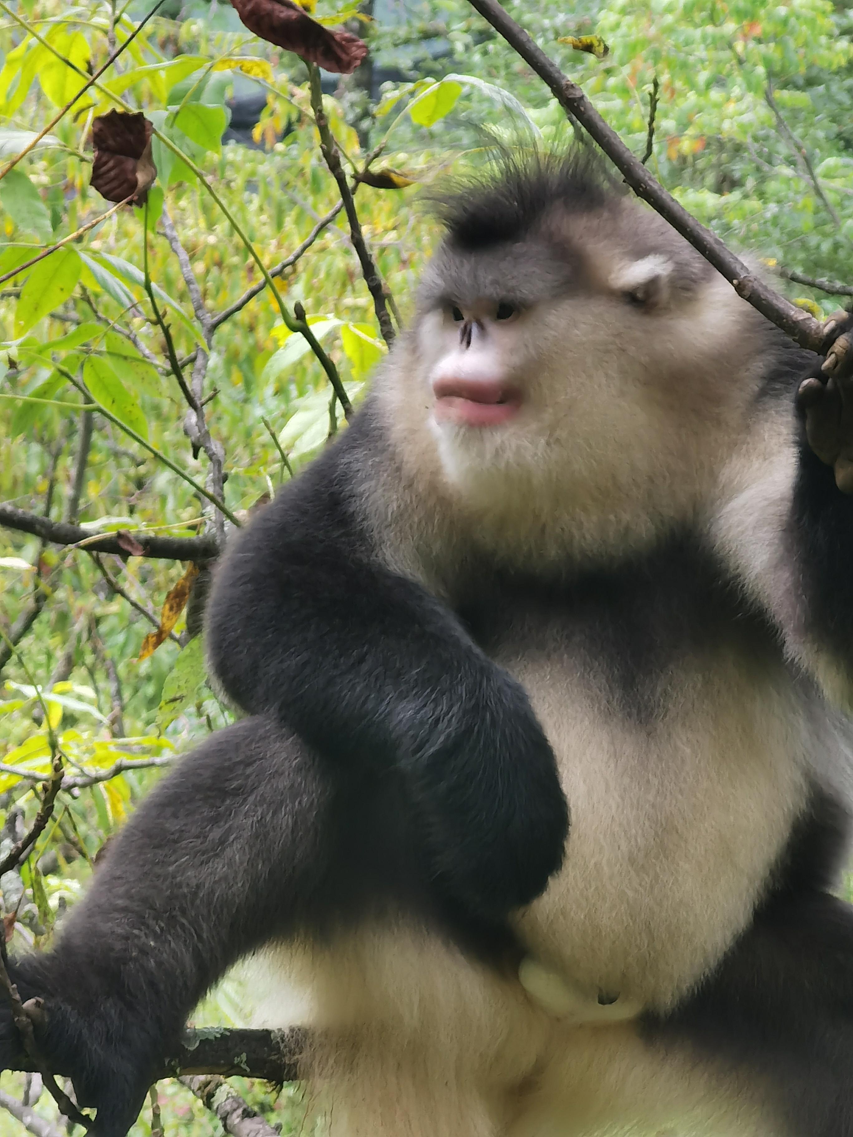 有一种叫云南的生活┃偷窥雪山“红唇精灵”，看“性感”动物颠倒众生（上）