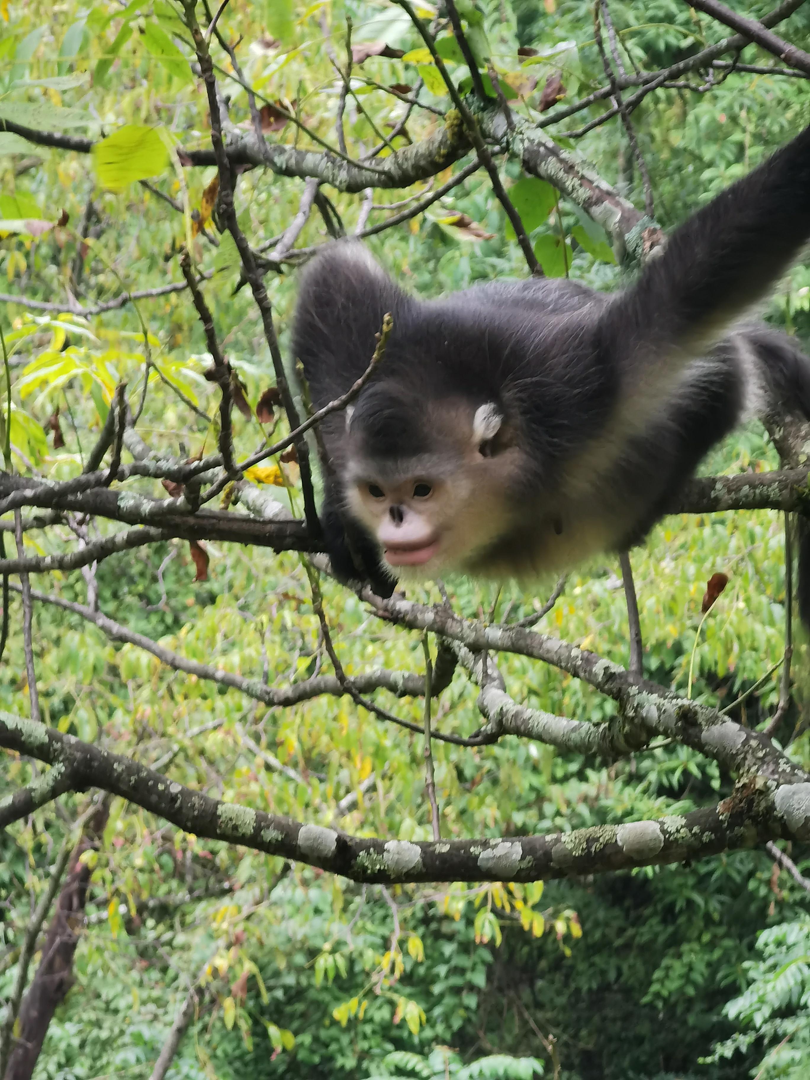 有一种叫云南的生活┃偷窥雪山“红唇精灵”，看“性感”动物颠倒众生（上）
