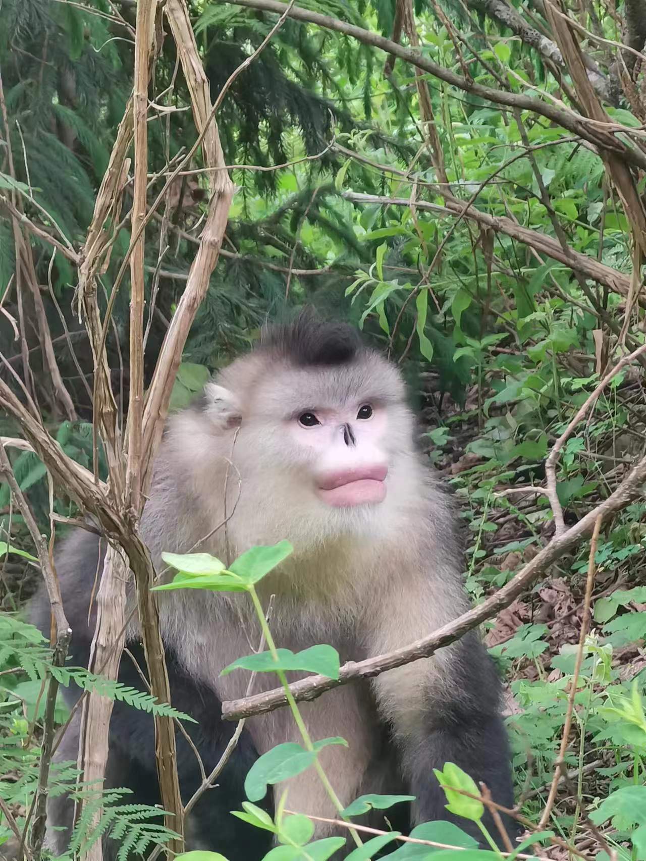 有一种叫云南的生活┃迪庆维西：偷窥雪山“红唇精灵”，看“性感”动物颠倒众生（下）