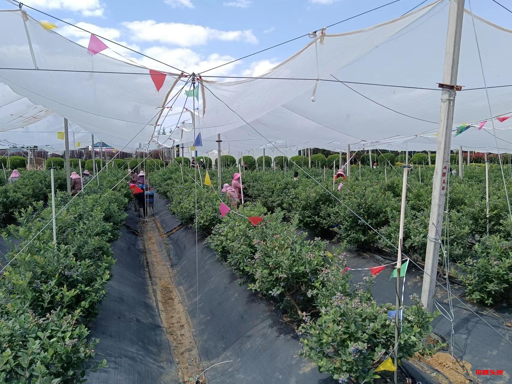 有一种叫云南的生活┃曲靖越州镇 现代农业给乡村振兴插上腾飞翅膀