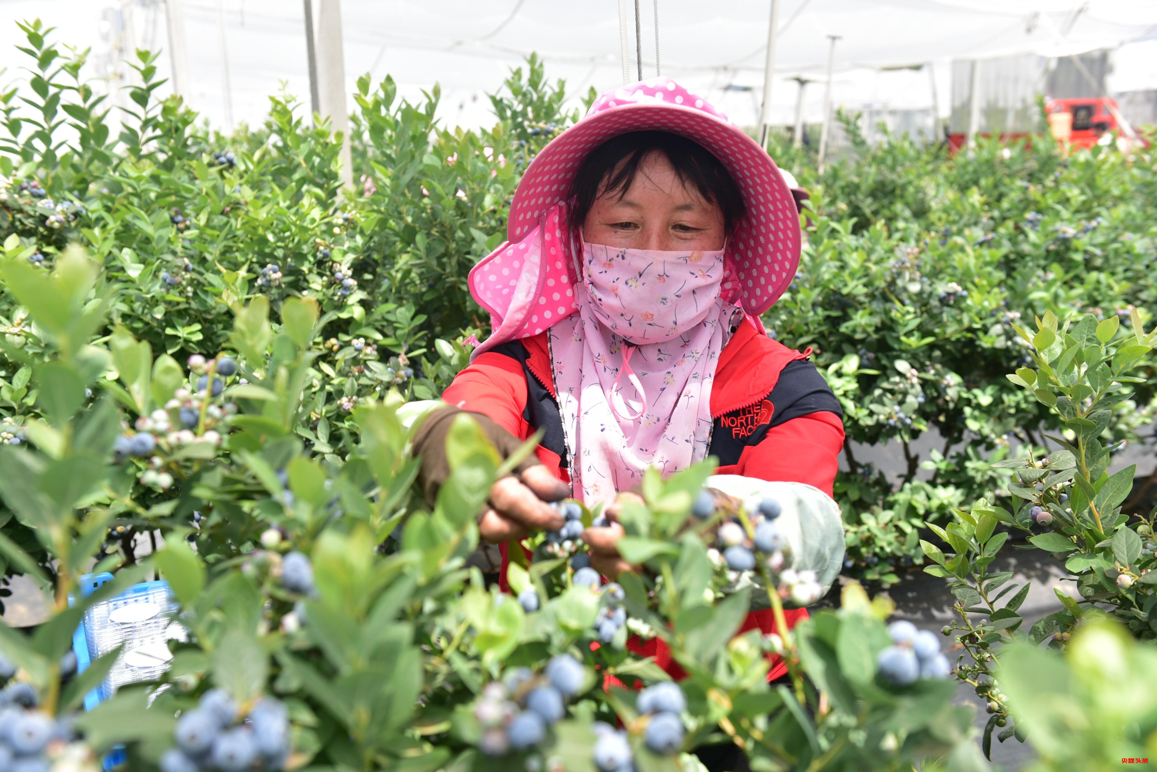 有一种叫云南的生活┃曲靖越州镇 现代农业给乡村振兴插上腾飞翅膀
