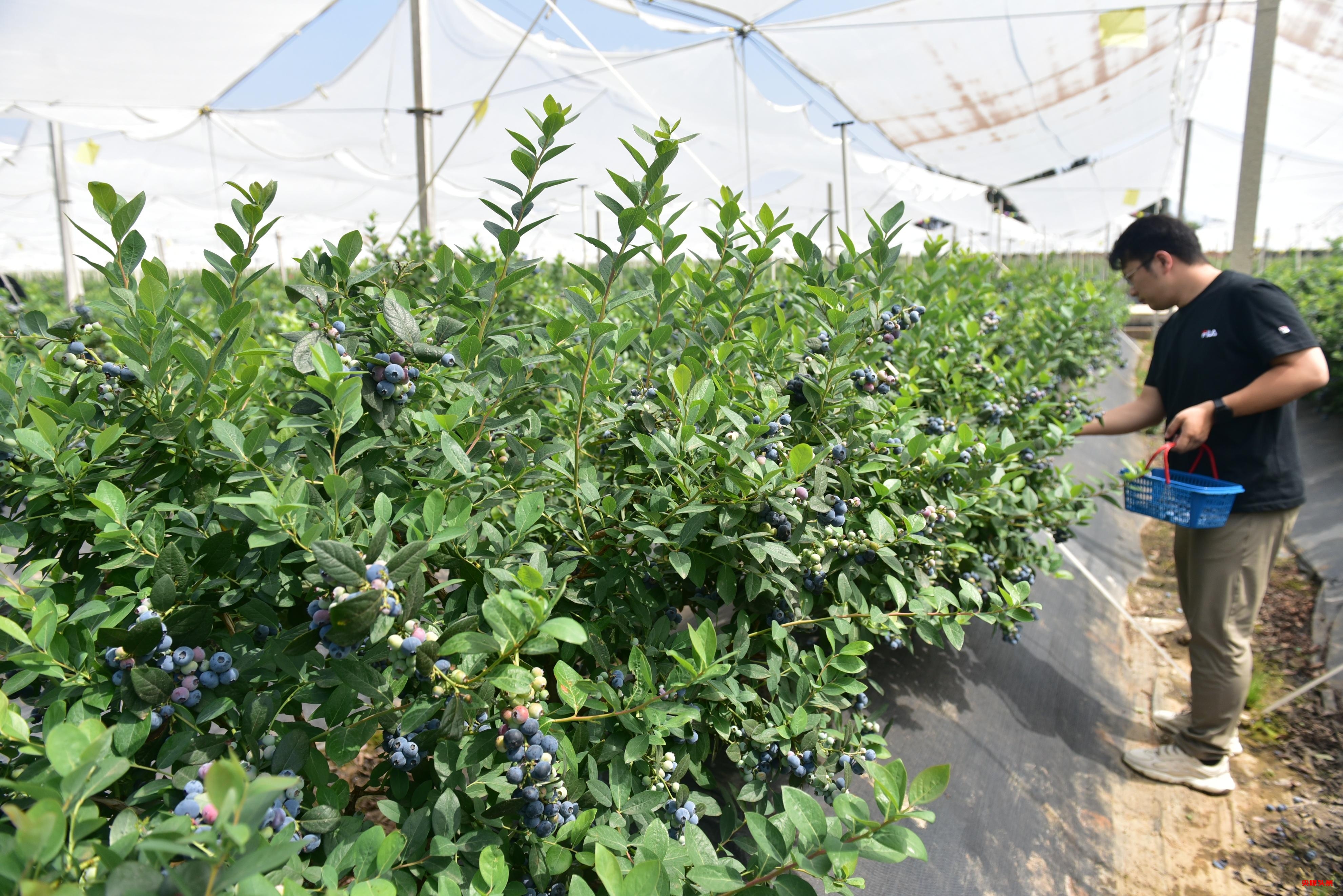 有一种叫云南的生活┃曲靖越州镇 现代农业给乡村振兴插上腾飞翅膀