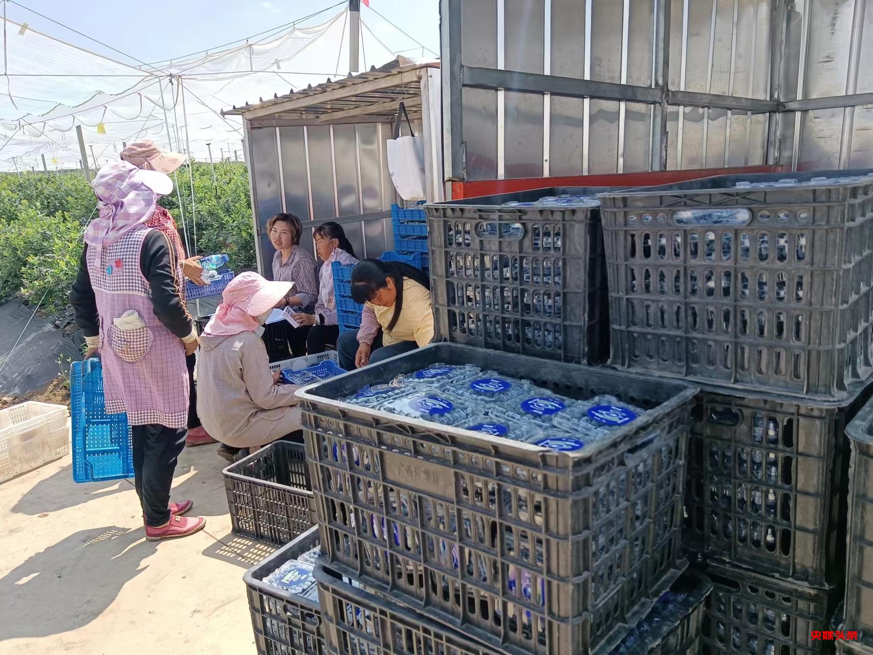 有一种叫云南的生活┃曲靖越州镇 现代农业给乡村振兴插上腾飞翅膀