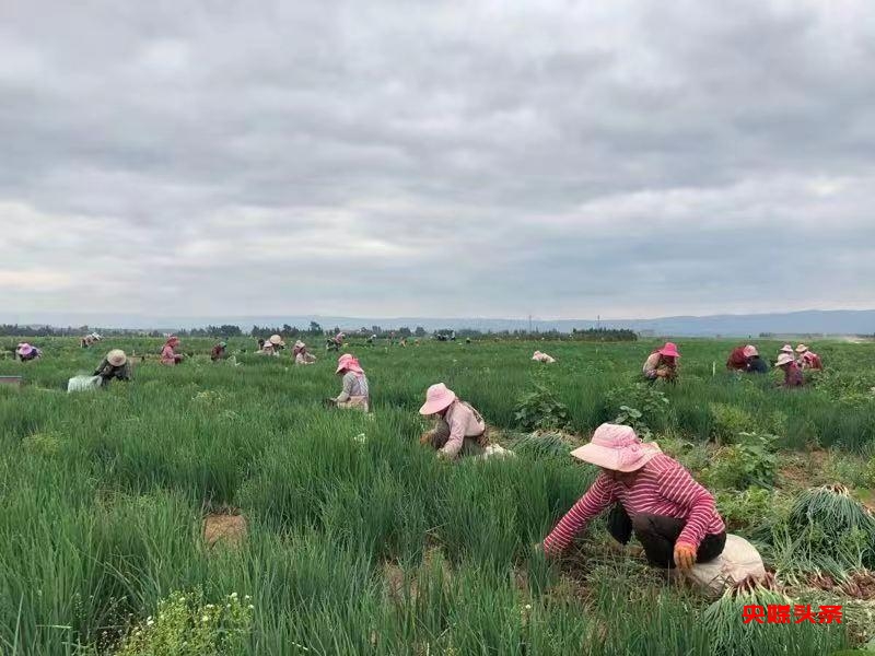 有一种叫云南的生活┃曲靖越州镇 现代农业给乡村振兴插上腾飞翅膀