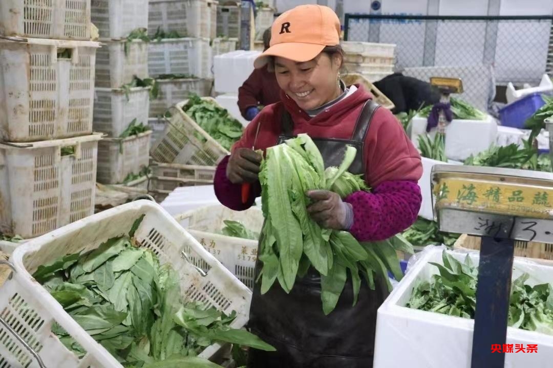 有一种叫云南的生活┃曲靖越州镇 现代农业给乡村振兴插上腾飞翅膀