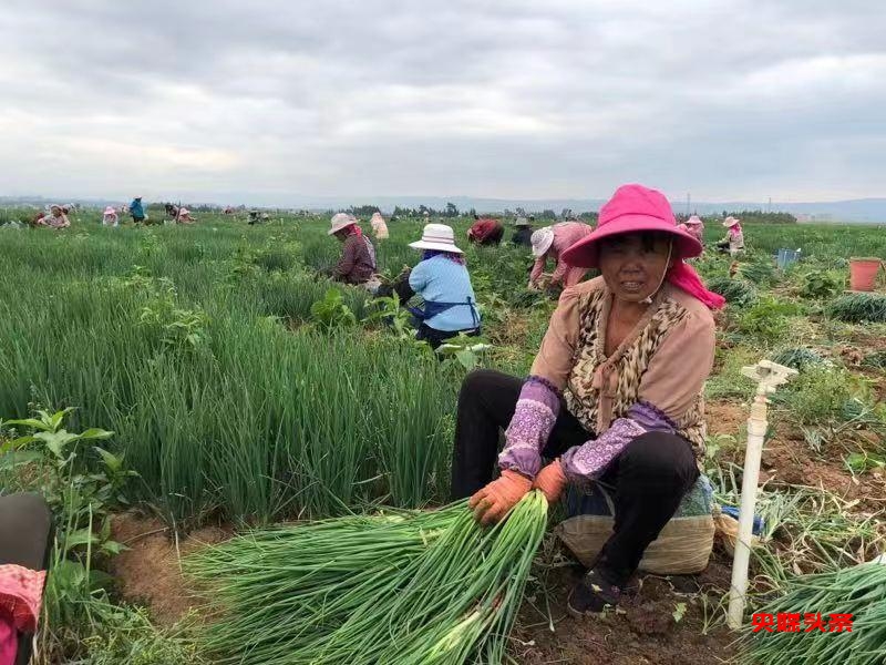 有一种叫云南的生活┃曲靖越州镇 现代农业给乡村振兴插上腾飞翅膀