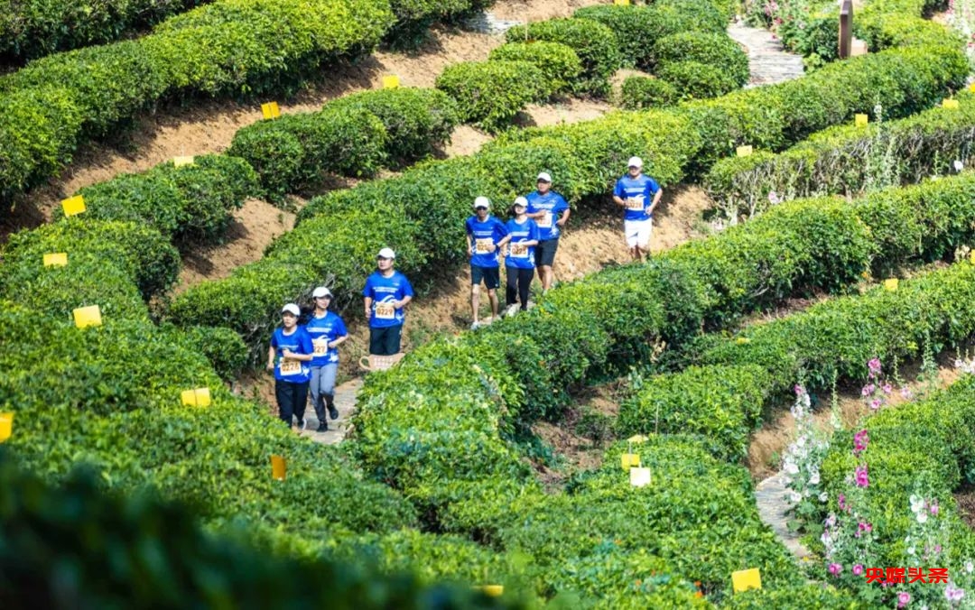 国际茶日解锁茶旅新场景 南涧无量山藏茶谷半程马拉松赛鸣枪开跑