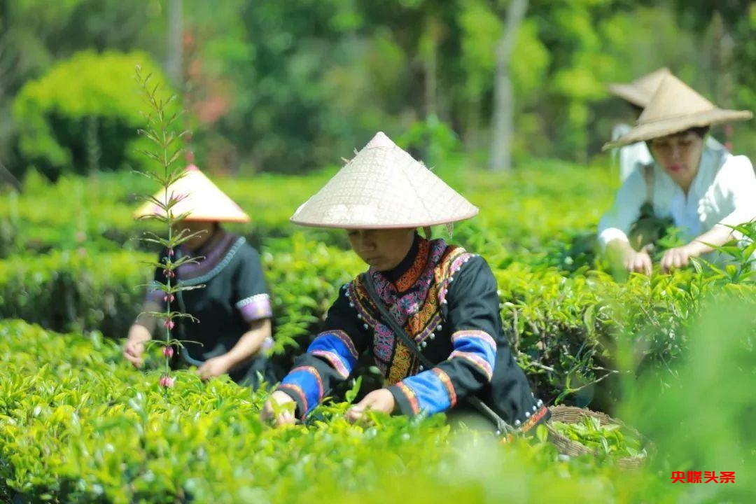 有一种叫云南的生活‖普洱茶，洇染开北回归线上的岁月静好