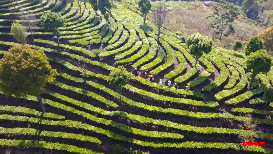 有一种叫云南的生活‖普洱茶，洇染开北回归线上的岁月静好
