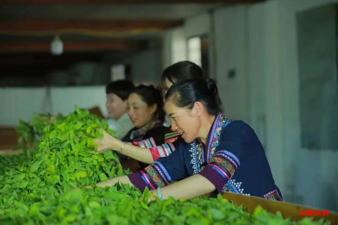有一种叫云南的生活‖普洱茶，洇染开北回归线上的岁月静好