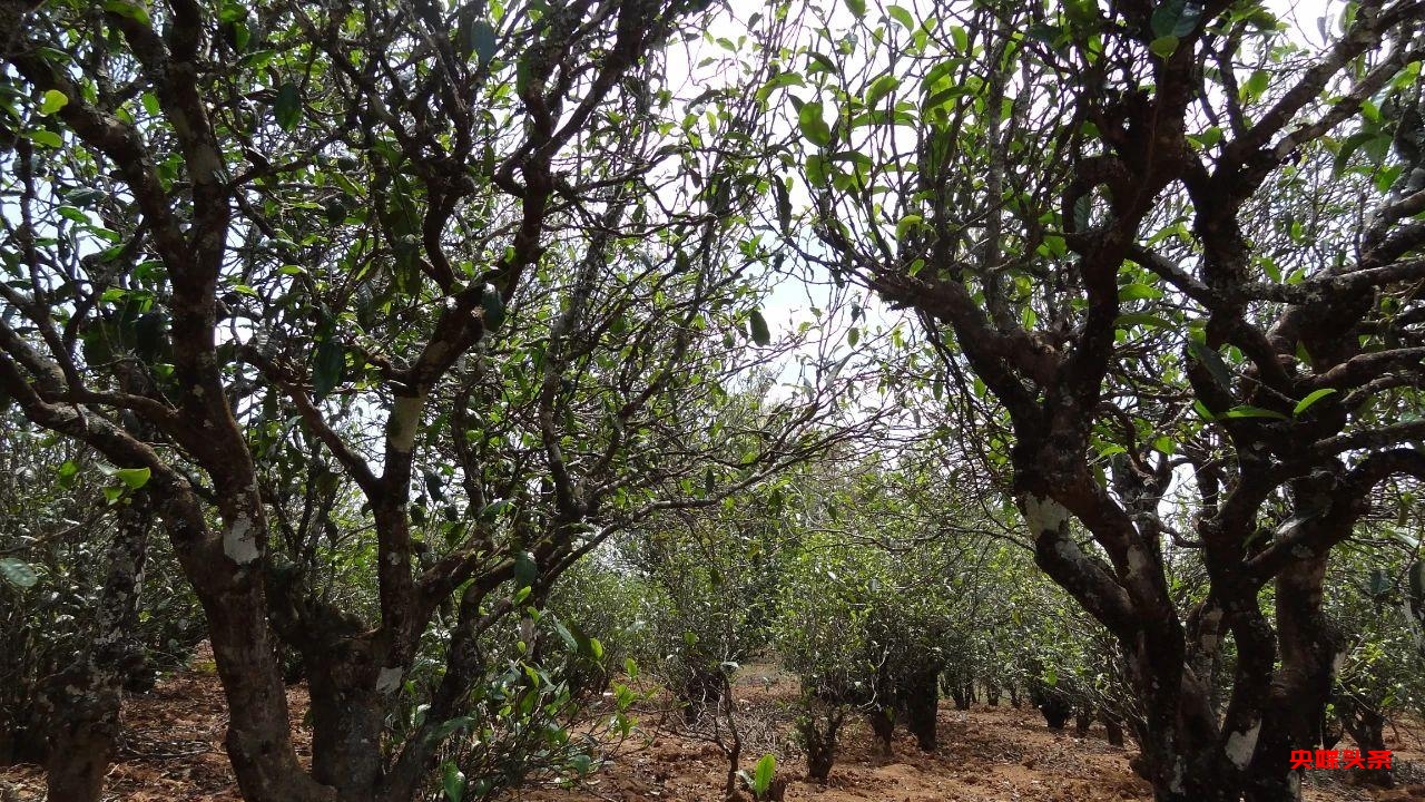 有一种叫云南的生活‖普洱茶，洇染开北回归线上的岁月静好