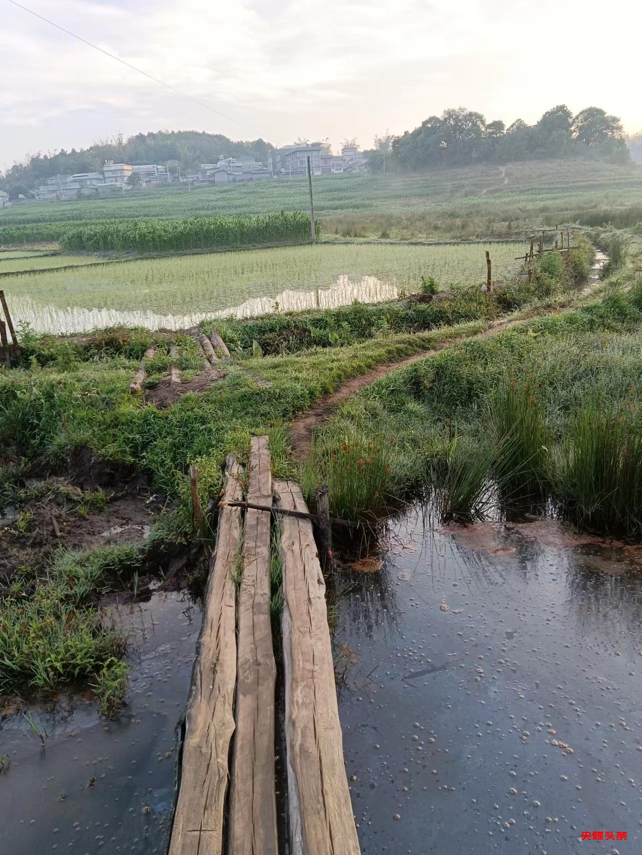 有一种叫云南的生活‖普洱茶，洇染开北回归线上的岁月静好
