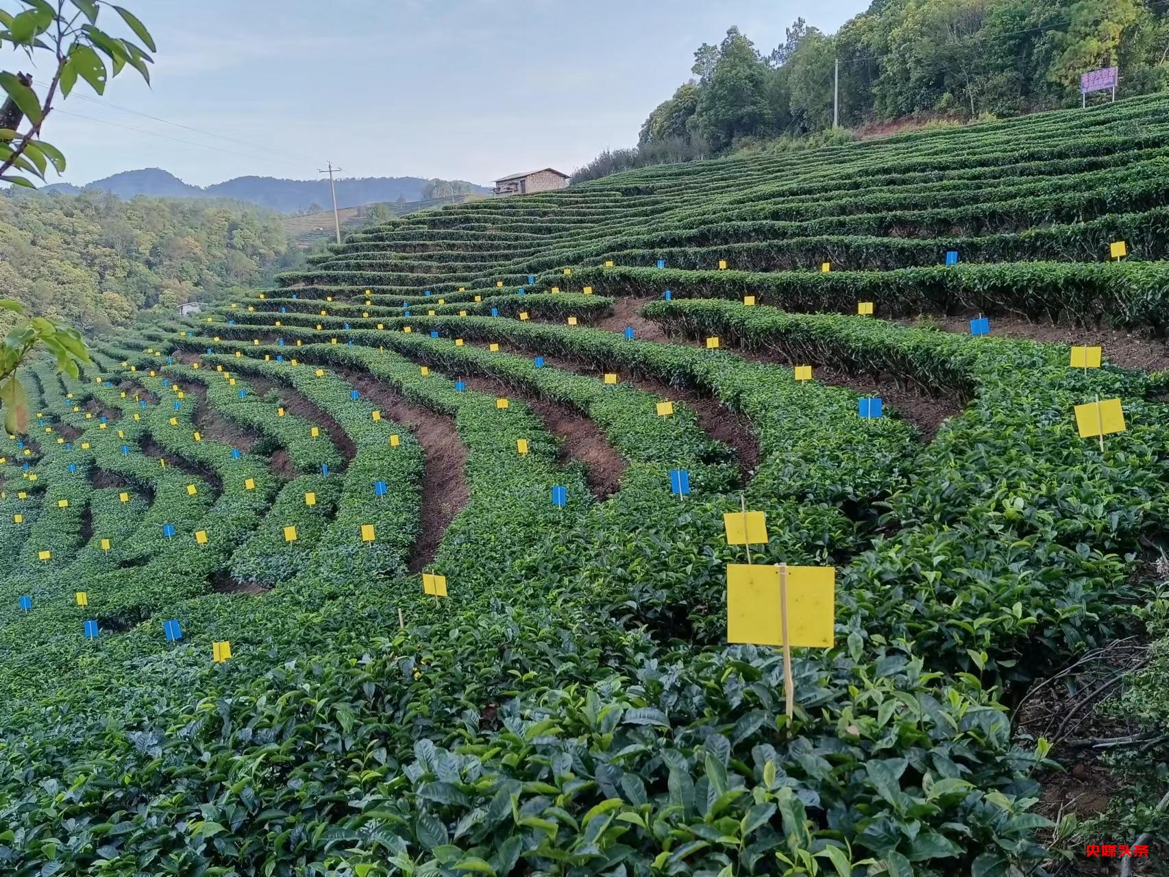 有一种叫云南的生活‖普洱茶，洇染开北回归线上的岁月静好