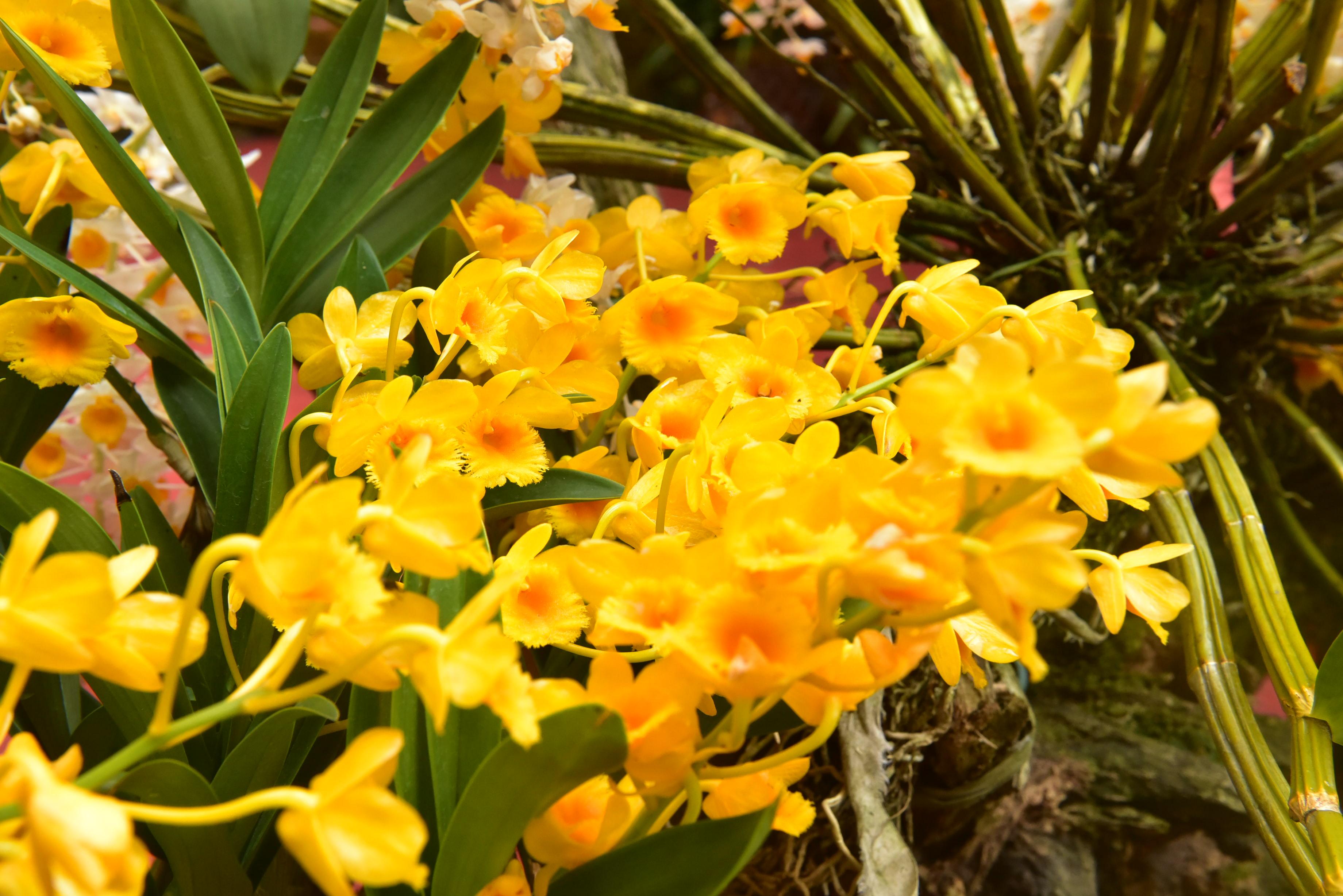 有一种叫云南的生活‖广南六郎城：文旅融合，让产业扎根壮乡