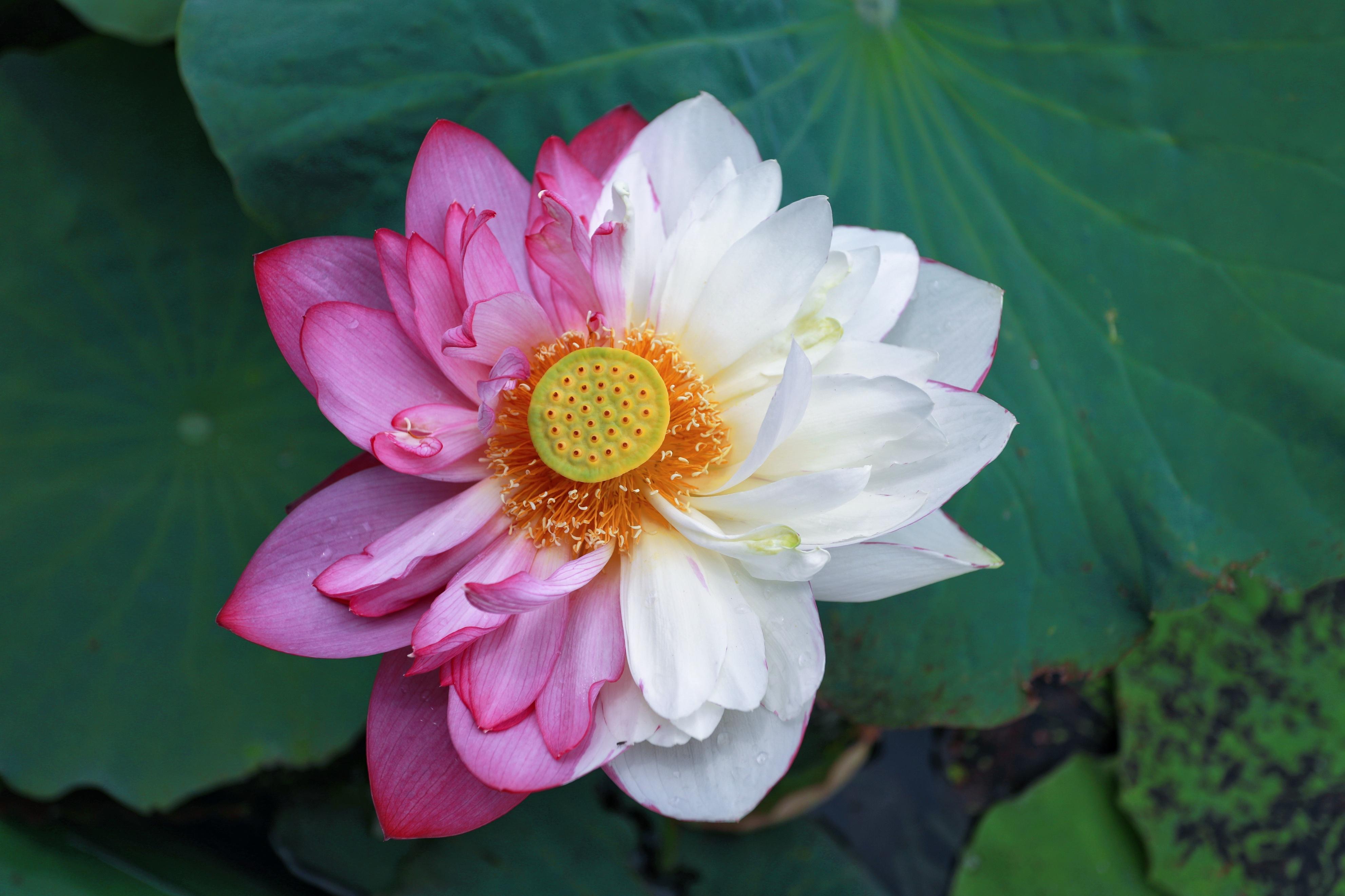 有一种叫云南的生活┃文山丘北：多措并举，擦亮旅游金字招牌