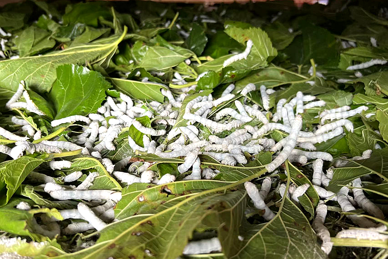 有一种叫云南的生活┃文山丘北：多措并举，擦亮旅游金字招牌