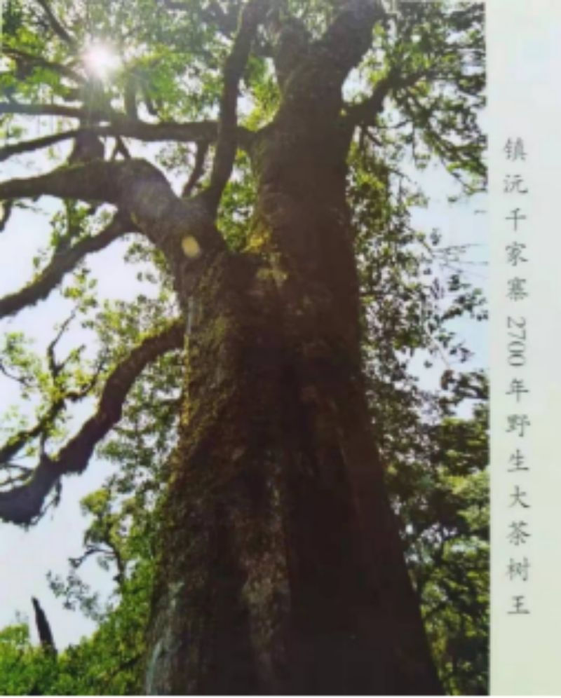 中国新时代国医大师——陈宝洪