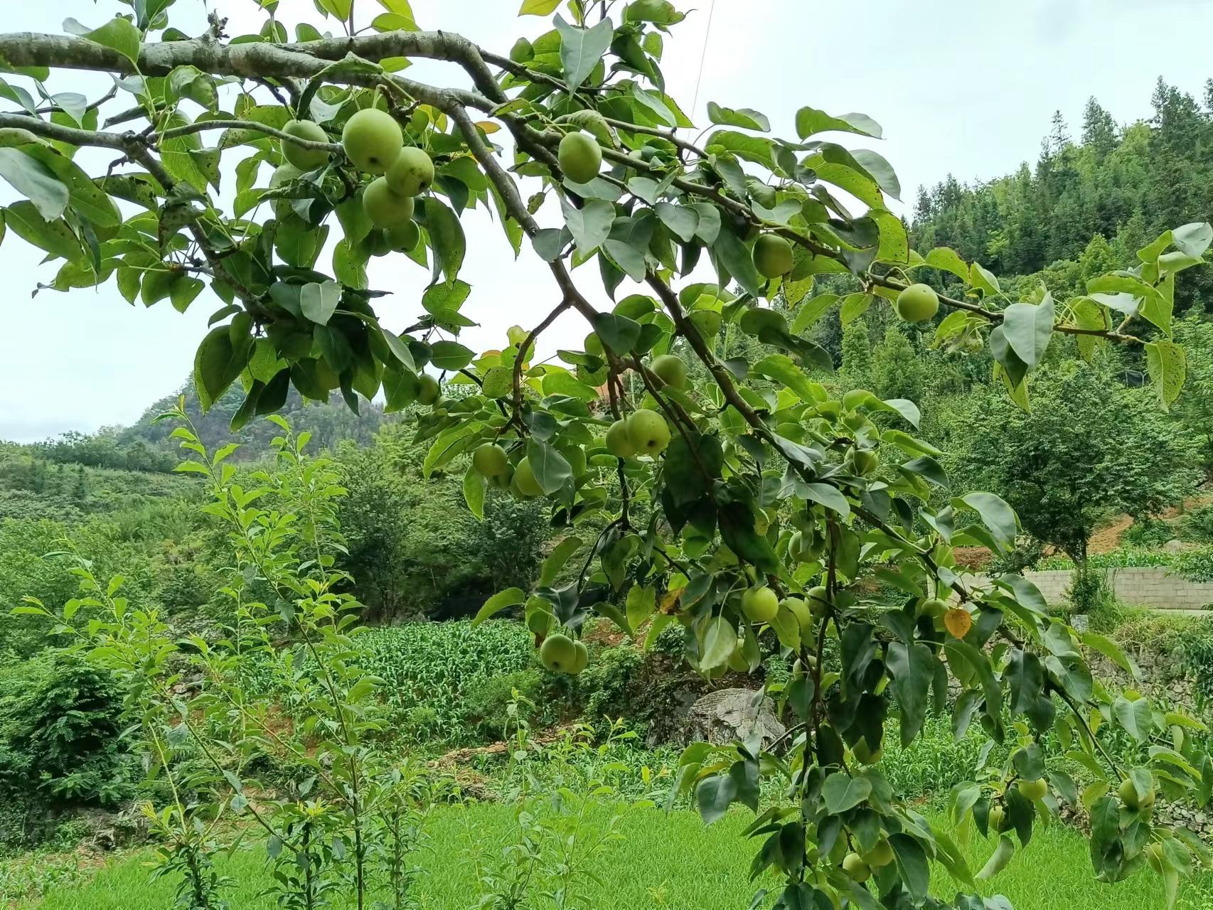 有一种叫云南的生活┃文山富宁：农文旅融合，突出壮乡旅游新亮点