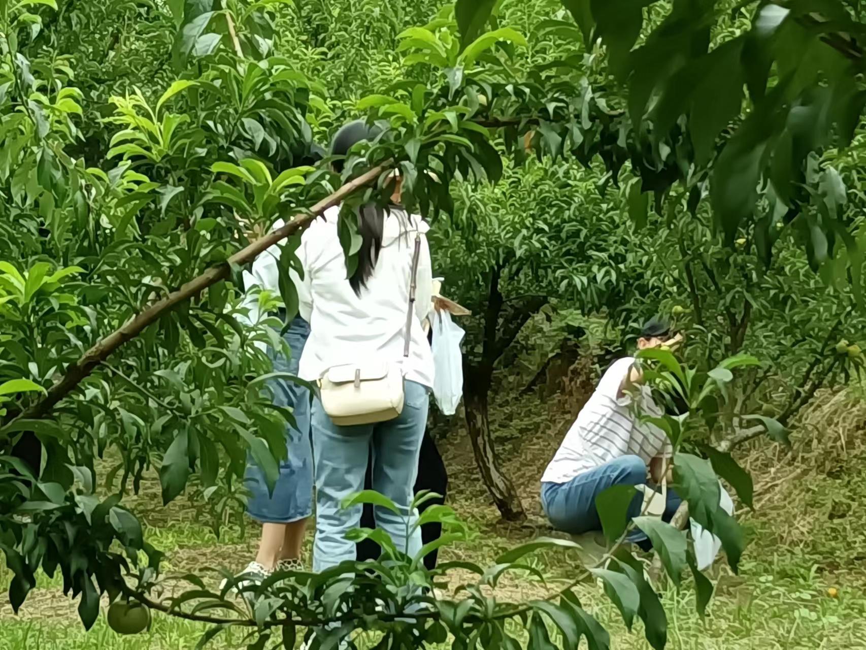 有一种叫云南的生活┃文山富宁：农文旅融合，突出壮乡旅游新亮点