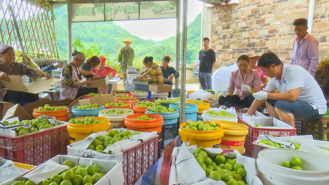 有一种叫云南的生活┃文山富宁：农文旅融合，突出壮乡旅游新亮点