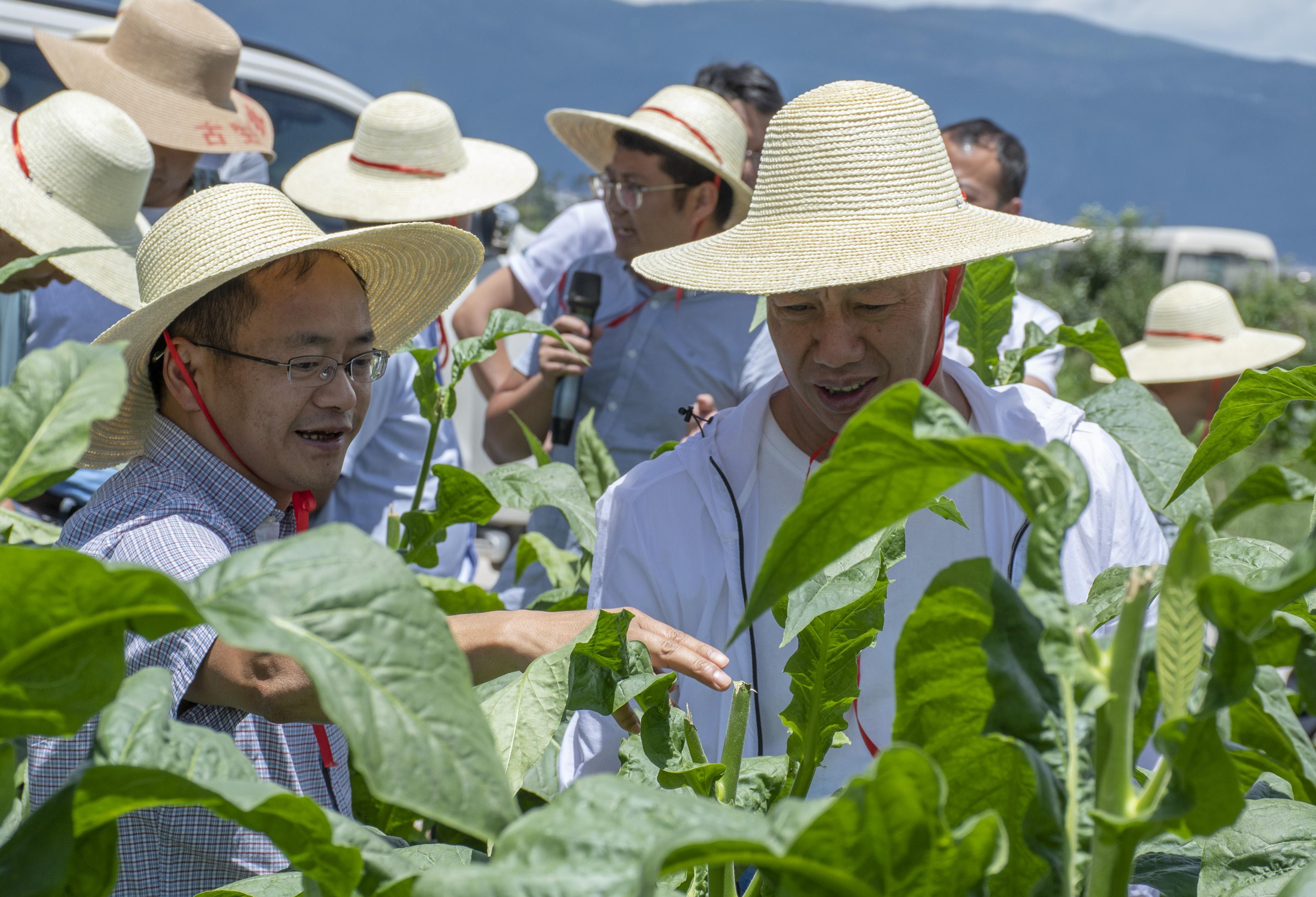 云南：大理烟草科技小院举办烟叶绿色生产田间观摩现场会