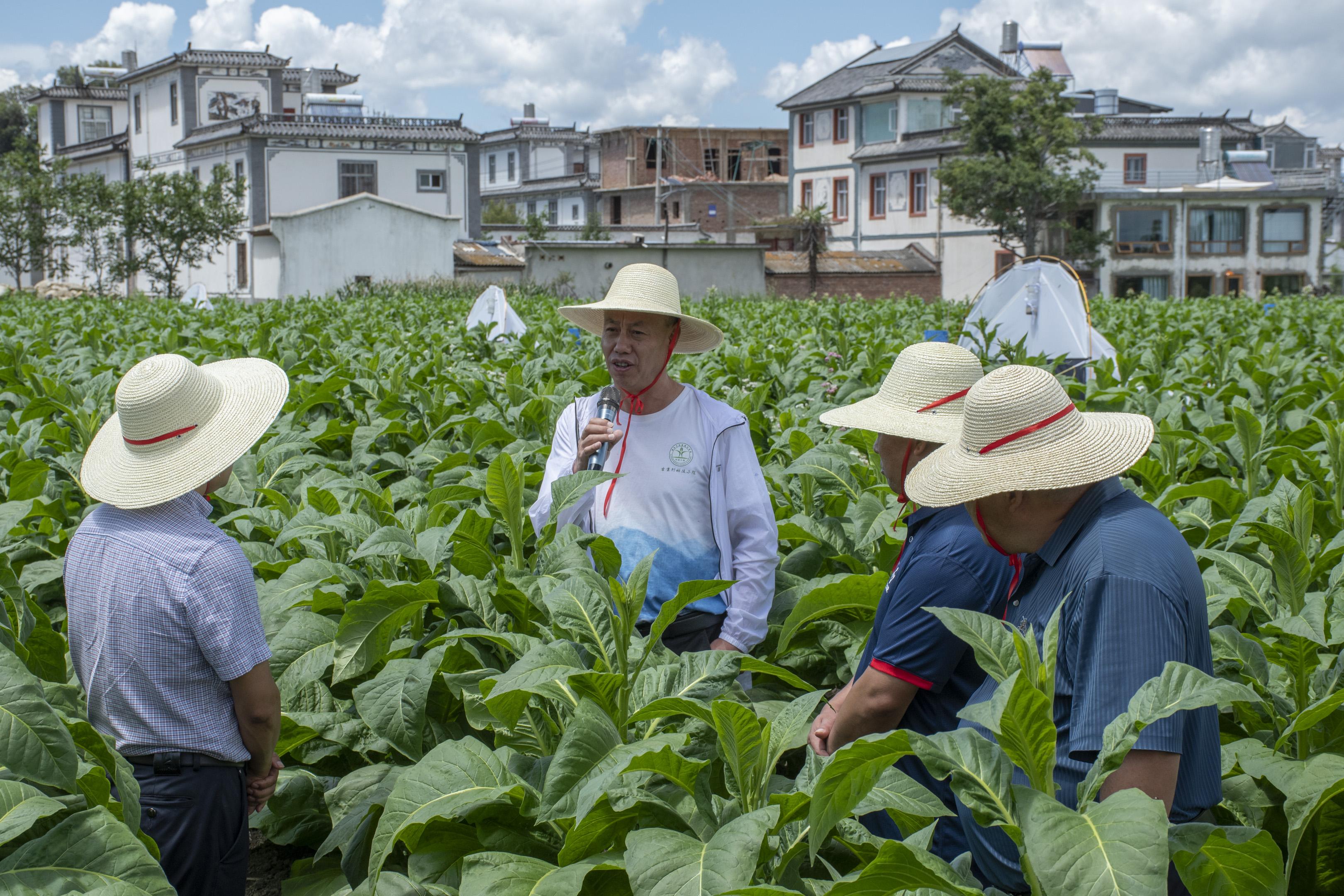 云南：大理烟草科技小院举办烟叶绿色生产田间观摩现场会