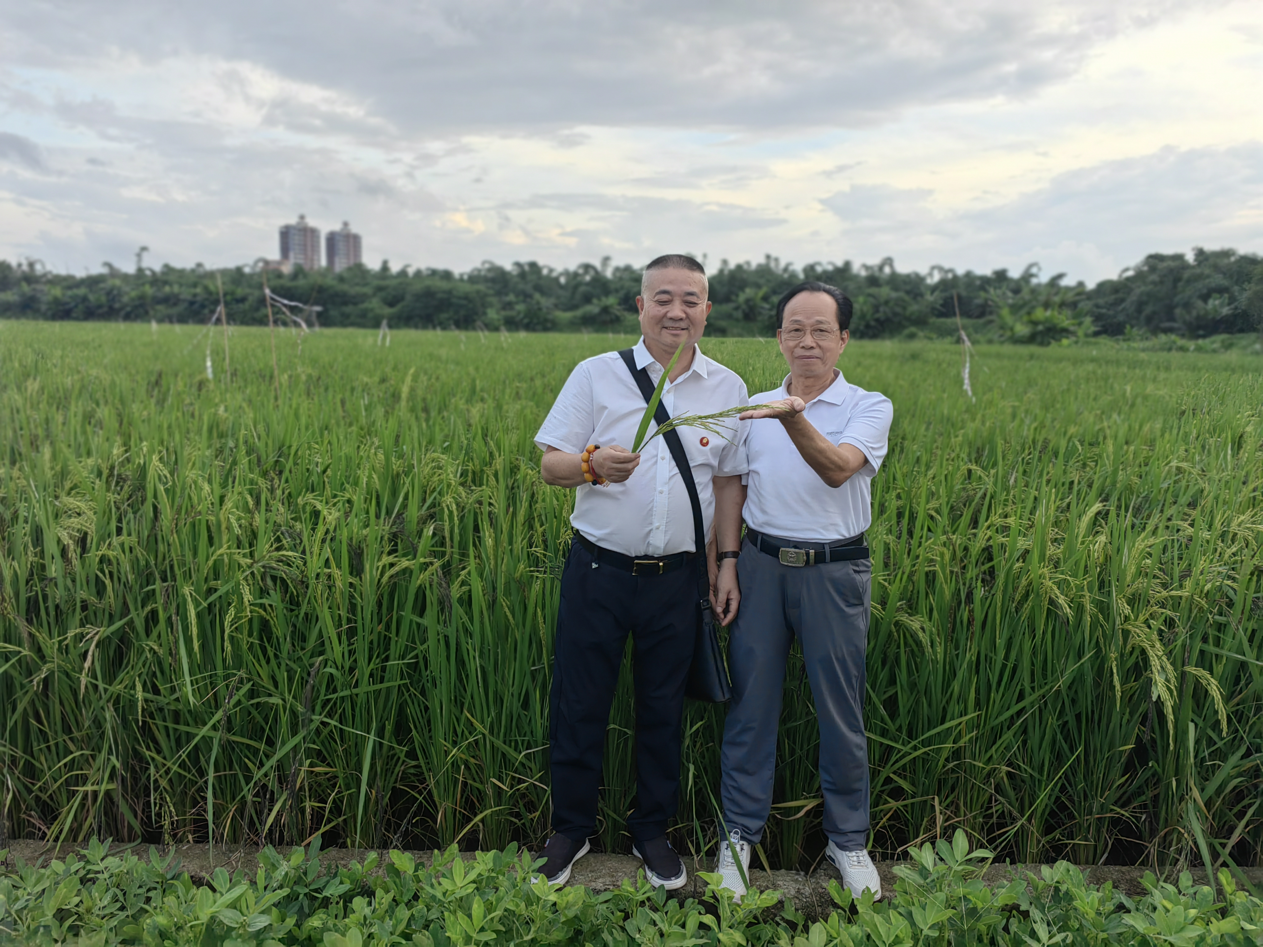 林大用：“把脉问诊”稻田 “良法”绽放健康