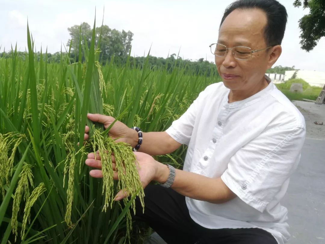 林大用：“把脉问诊”稻田 “良法”绽放健康