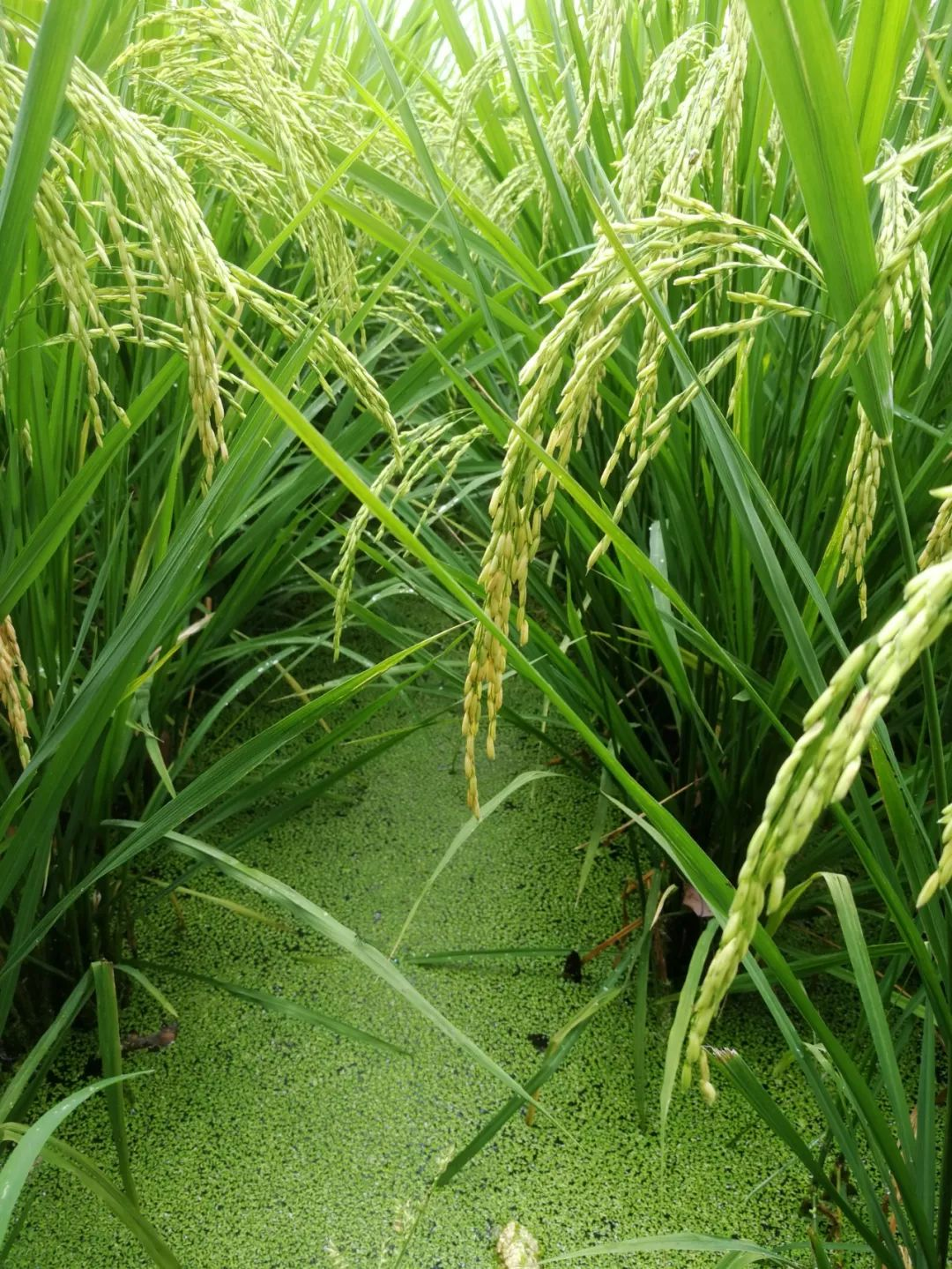 林大用：“把脉问诊”稻田 “良法”绽放健康