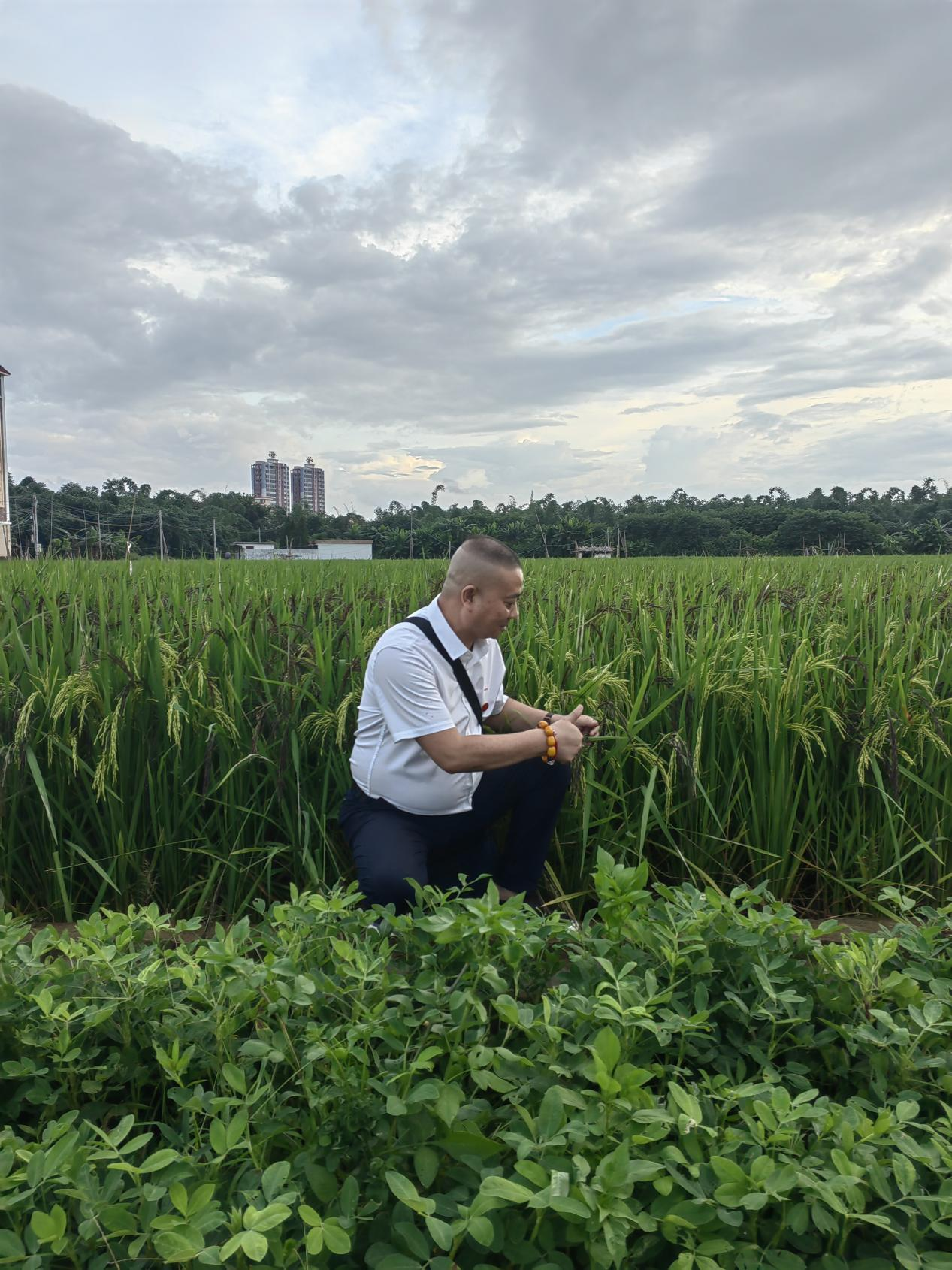林大用：“把脉问诊”稻田 “良法”绽放健康