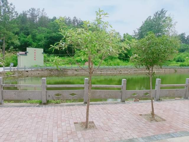 龚太亚：喜看胡导章村新变化