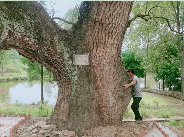 龚太亚：喜看胡导章村新变化