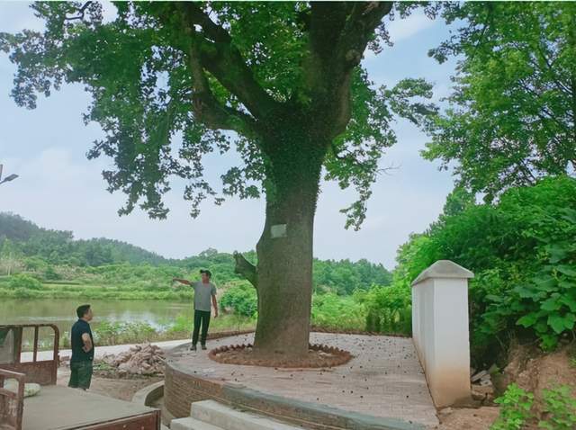 龚太亚：喜看胡导章村新变化