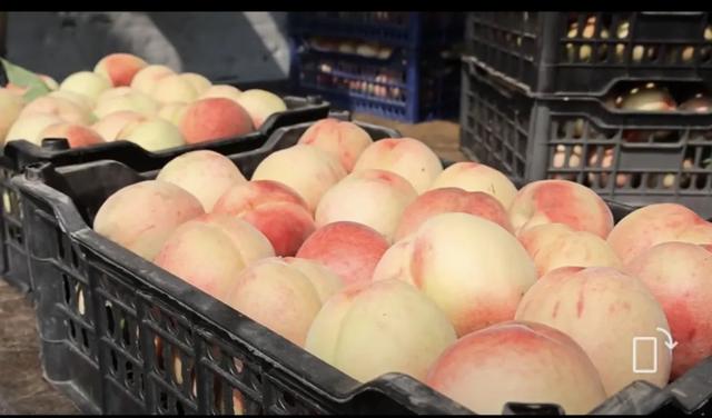 天津市市场营销协会会员企业带头购买滞销鲜桃，支持受灾桃农