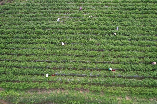 安徽东至张溪镇：辣椒丰收产业兴