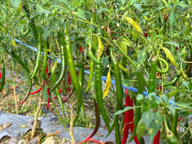 安徽东至张溪镇：辣椒丰收产业兴