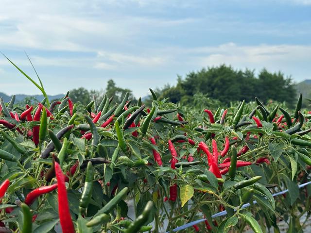 安徽东至张溪镇：辣椒丰收产业兴