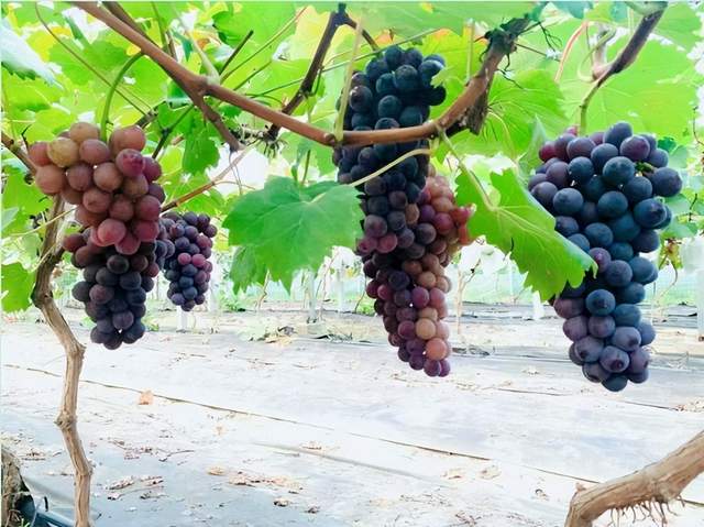 乡村蝶变展新颜——武穴市梅川镇李兴泗村推进美丽乡村建设走笔！