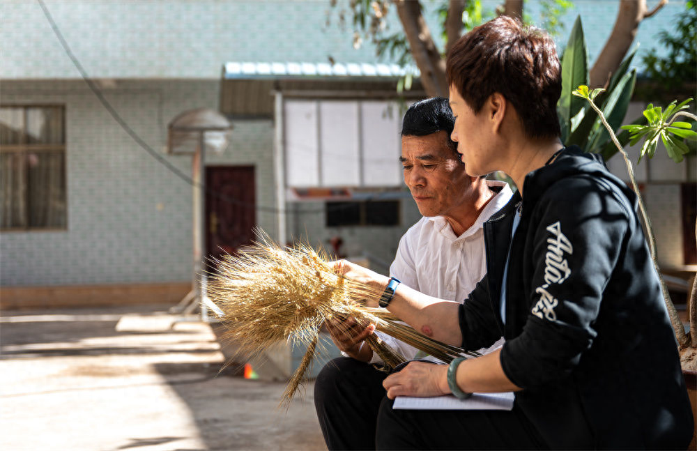 东方人类发祥地，绿色康养在元谋（2）┃南繁育种天堂：中国芯片基地 提升种子品质