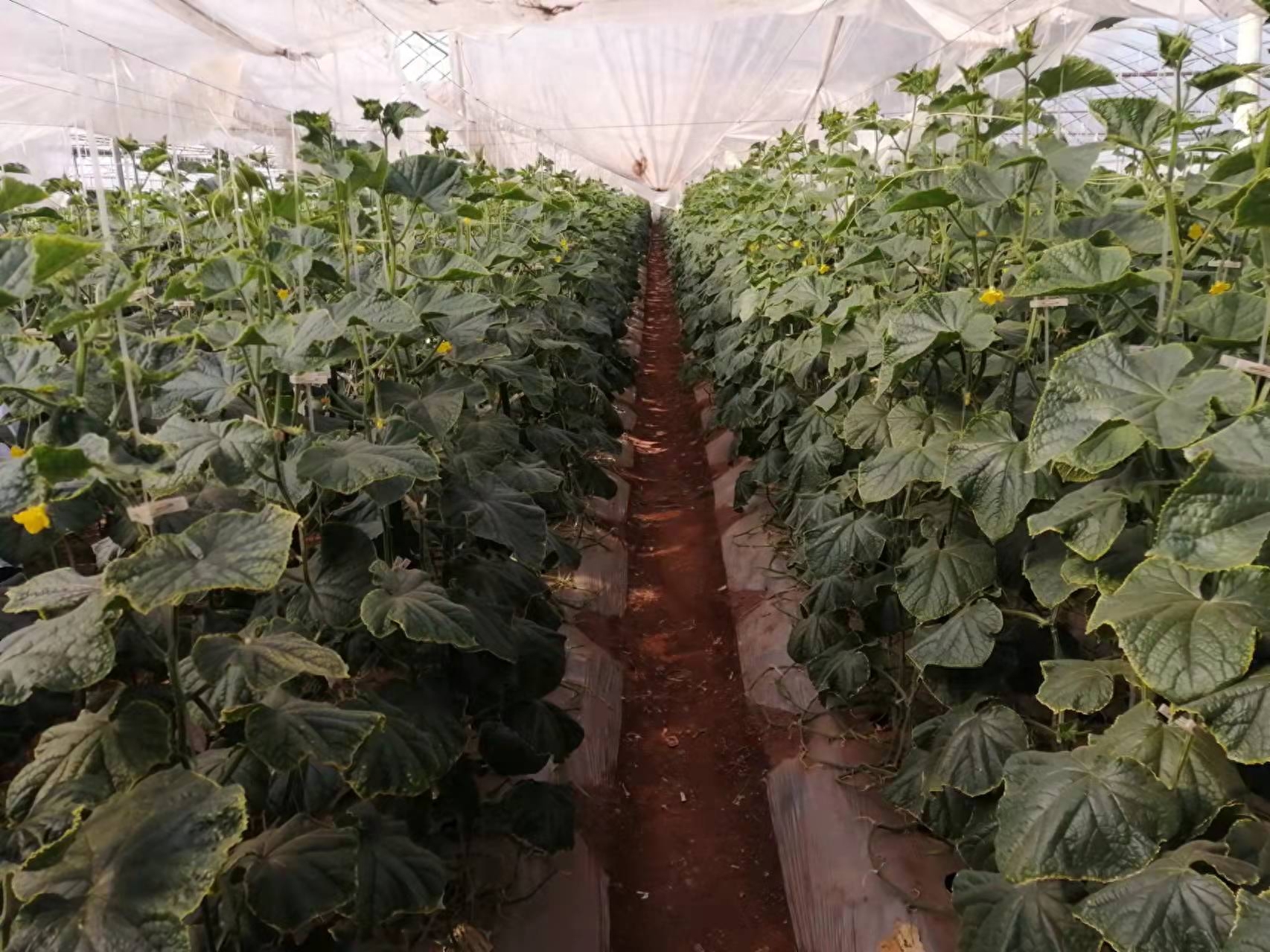 东方人类发祥地，绿色康养在元谋（2）┃南繁育种天堂：中国芯片基地 提升种子品质