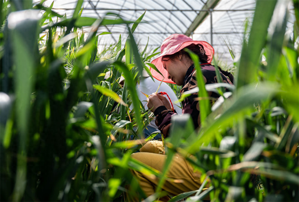 东方人类发祥地，绿色康养在元谋（2）┃南繁育种天堂：中国芯片基地 提升种子品质