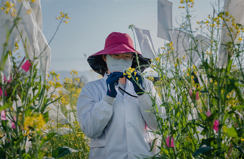 东方人类发祥地，绿色康养在元谋（2）┃南繁育种天堂：中国芯片基地 提升种子品质